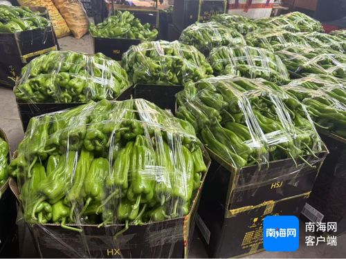 公益海南 媒美與共丨?？谑胁嘶@子江楠農產品批發市場擴大本地菜免費銷售區 助力椒農 拓銷路