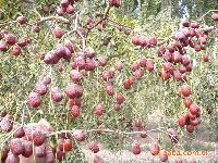 綠色無公害大米價(jià)格 型號(hào) 圖片