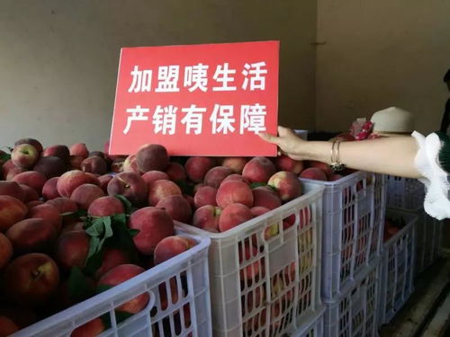 電商賦能，城固家禽“飛”向全國(guó)